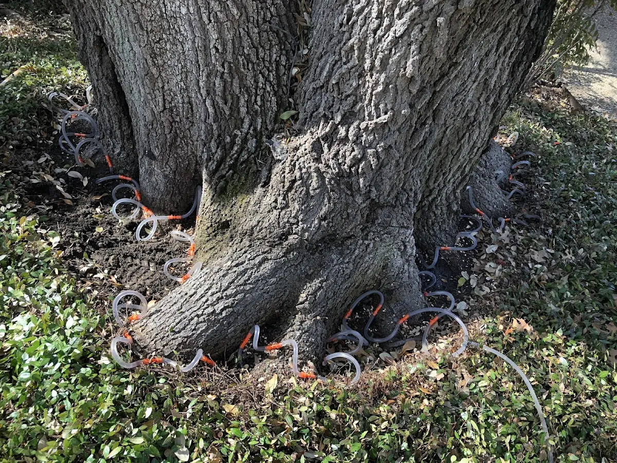 Detailed Tree Cabling and Bracing job site in Coal Center