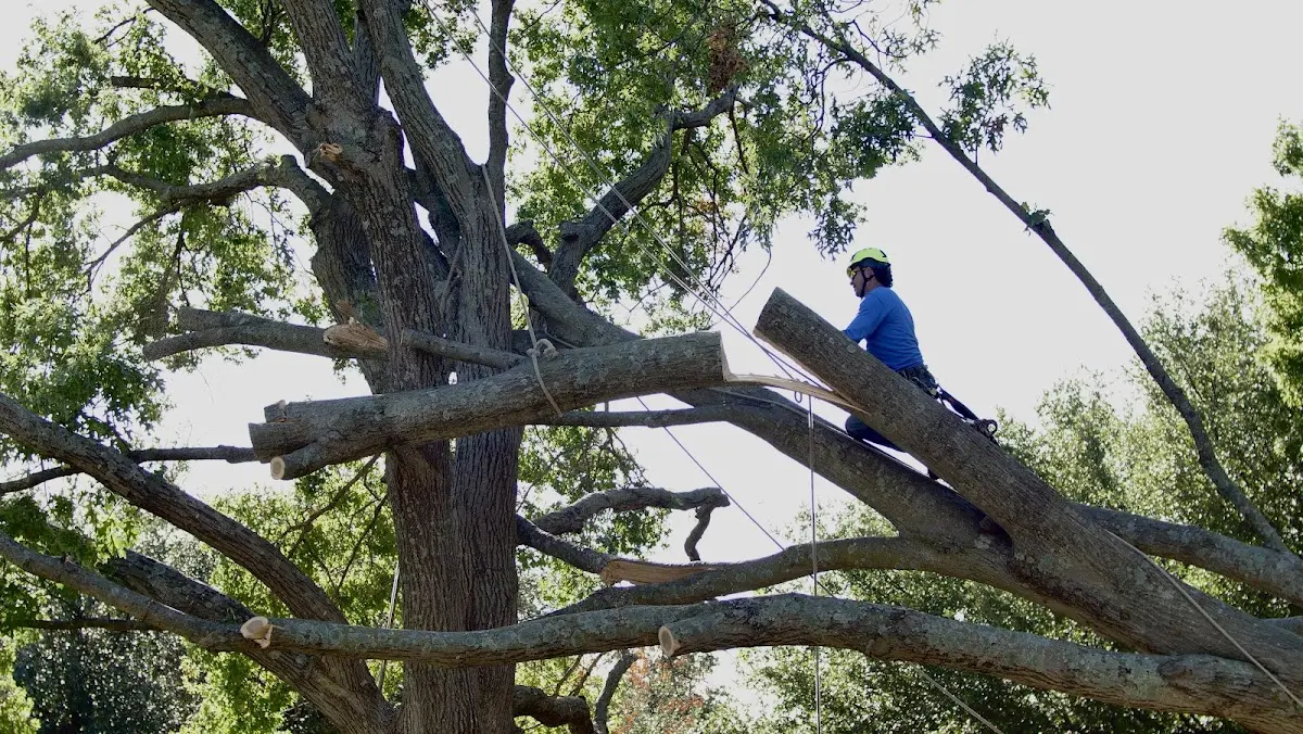 Professional Crown Thinning performed by certified arborists in Coal Center