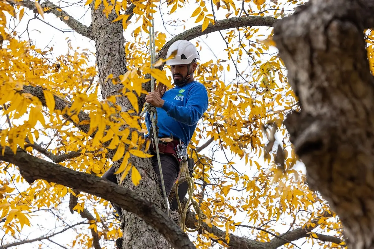 Skilled Tree Pruning crew working in Coal Center