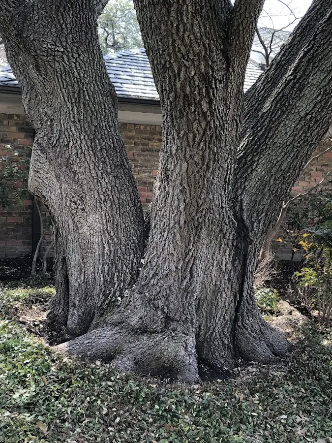 Mature heritage tree close to a Coal Center property cared for by certified arborists
